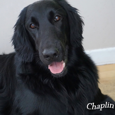 GCh Fieldday Limelight GCN RE ETD Fieldday Reg d Flat Coated Retrievers